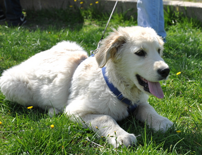 小狗咬人怎么训练 要注意掌握训练技巧