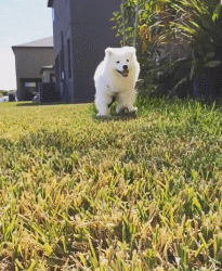 萨摩耶就是汪星人中的傻白甜！