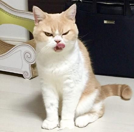 一只自带“生气表情”的喵