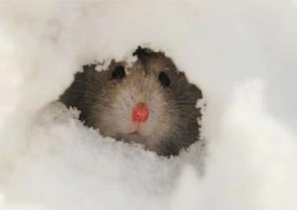 小鼻子哇哇哇啊