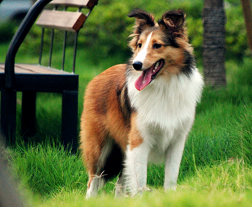 成年狗狗怎么训练 奖励和惩罚并用