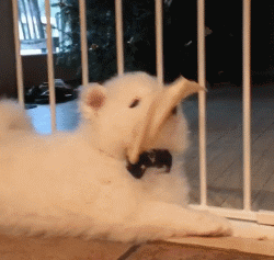 萨摩耶就是汪星人中的傻白甜！