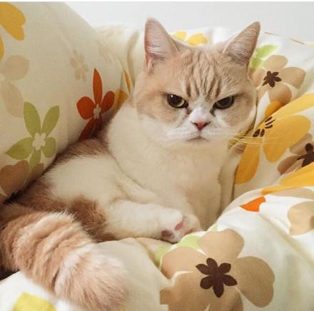 一只自带“生气表情”的喵