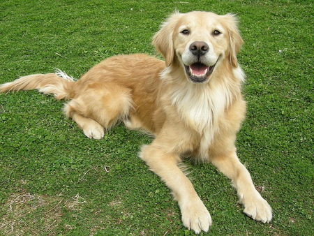 狗咬伤口怎么处理 清洗消毒打狂犬疫苗