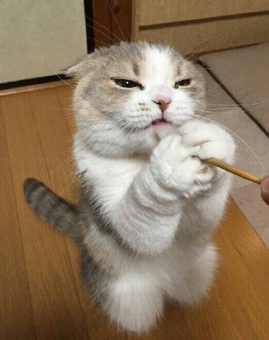 喵星人是个表情帝