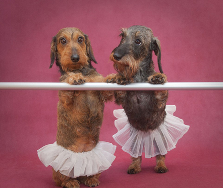 世界各地宠物靓装现身庆萌宠装扮日