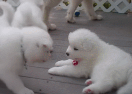 萨摩耶就是汪星人中的傻白甜！