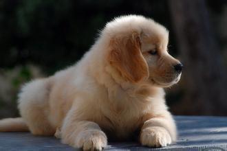 狗咬电线怎么办 制止并且教训它们不能玩