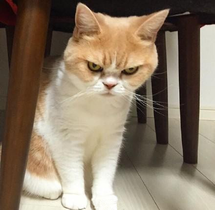 一只自带“生气表情”的喵