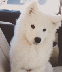 萨摩耶就是汪星人中的傻白甜！