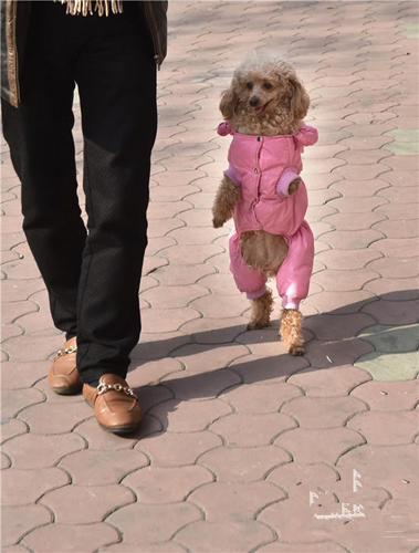 被截肢的贵宾犬坚强的用两条腿行走1公里