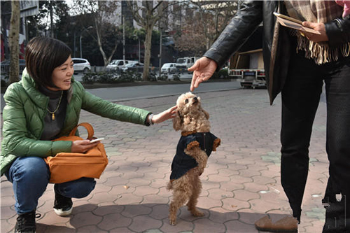 被截肢的贵宾犬坚强的用两条腿行走1公里