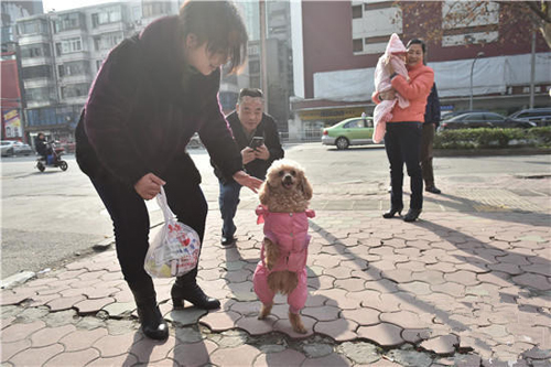 被截肢的贵宾犬坚强的用两条腿行走1公里