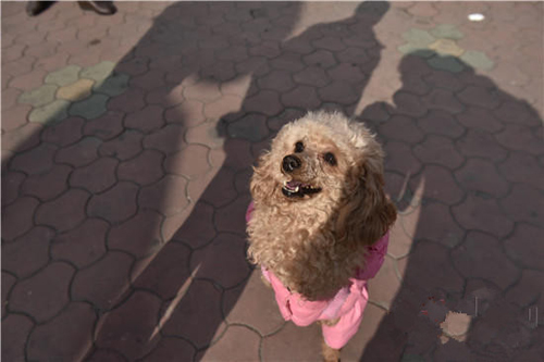 被截肢的贵宾犬坚强的用两条腿行走1公里