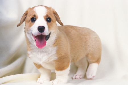 2个月大的狗狗感冒 解析感冒的常见症状