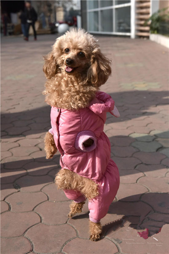 被截肢的贵宾犬坚强的用两条腿行走1公里