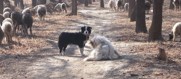 怎么训练狗放羊 牧羊犬的血统一定要纯