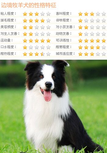 什么狗比较好训练 5类乖巧可爱的狗推荐