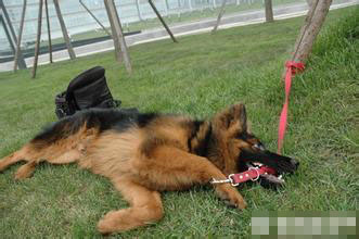 怎么训练狗找东西 不能粗暴奖励及时