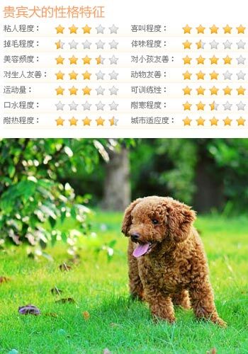 什么狗比较好训练 5类乖巧可爱的狗推荐