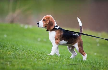 狗牵引绳怎么戴 在它们小的时候提前适应