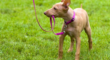 狗的牵引绳多少钱 一般在几十到几千不等