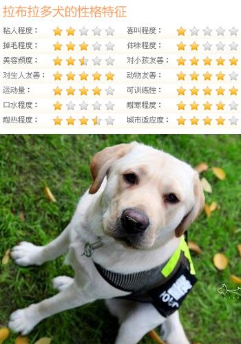 什么狗比较好训练 5类乖巧可爱的狗推荐