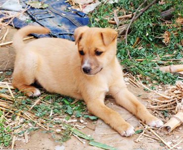 狗被毒蛇咬了会死吗 及时采取急救措施
