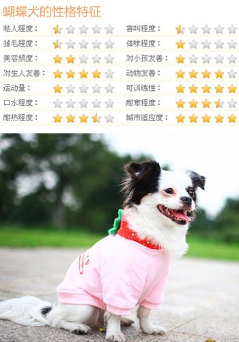 什么狗比较好训练 5类乖巧可爱的狗推荐