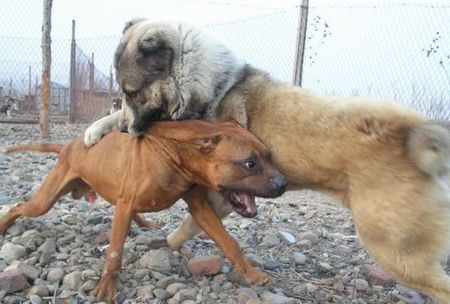 怎么训练狗的斗性 让其懂得识别好人坏人