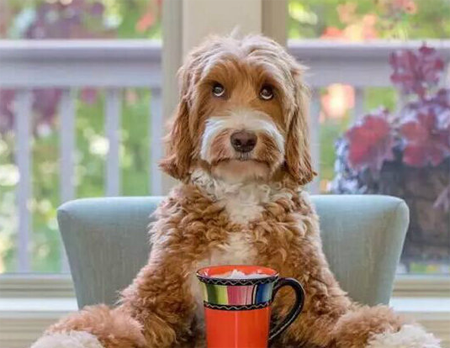 明明就是小公举