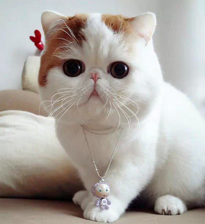 说人家是大饼脸，人家会很桑心的