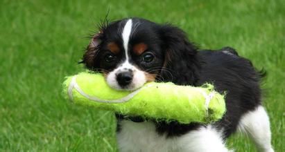 怎么训练狗拿东西 训练其拿东西分3个阶段