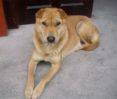 被家养狗咬了怎么办 一定要治疗预防