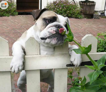 瞧着汪星人一脸幽怨的小眼神...