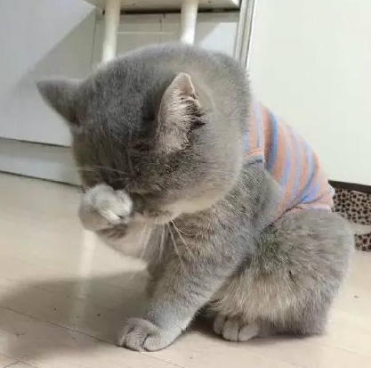 为什么朕的脸这么大，好烦啊！