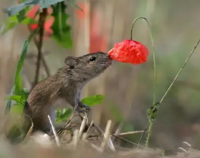谁说鼠星人不爱美