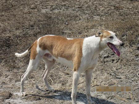 怎么训练狗抓兔子 在狗3-4个月开始练习