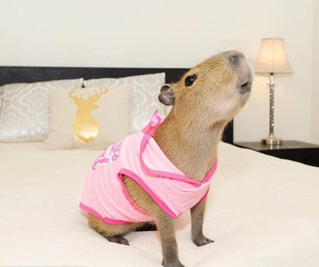 这日子过的好滋润哦！