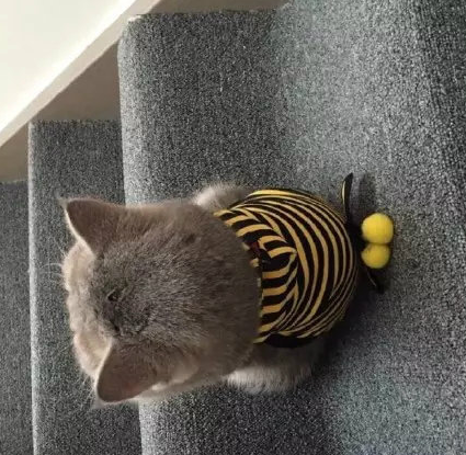 你们看得到我吗！