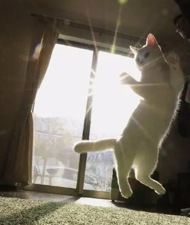 阳光好刺眼啊！