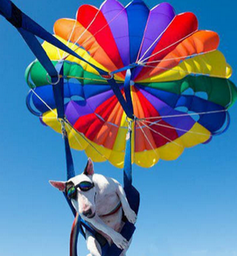 汪星人这是要上天啊！