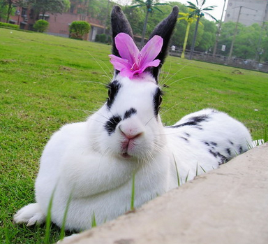 戴上花饰感觉美美哒