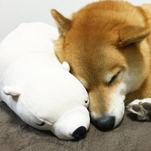 丸太郎和北极熊爱相随！