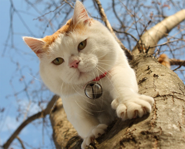 什么宠物猫最可爱 宠物猫的品种有很多