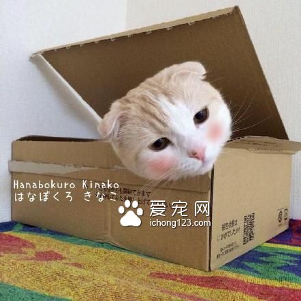 高冷的喵星人被打上腮红之后