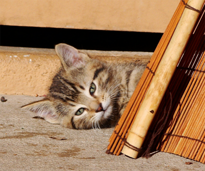 宠物猫怎么运输 一般通过火车或飞机托运