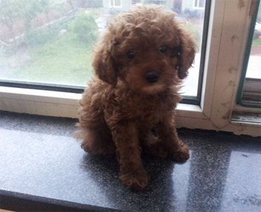 泰迪犬几个月就不长了 品种不同标准不同