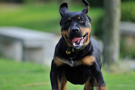 罗威纳犬吃什么狗粮 荤素搭配均衡营养