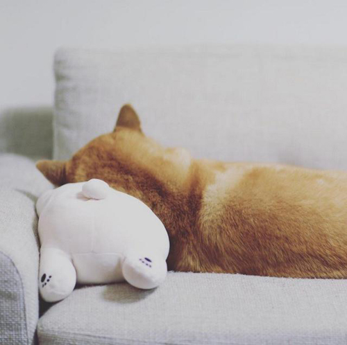 丸太郎和北极熊爱相随！